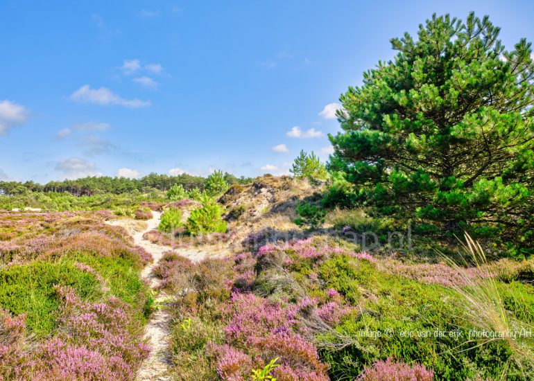 Het duin in Schoorl met duinheide