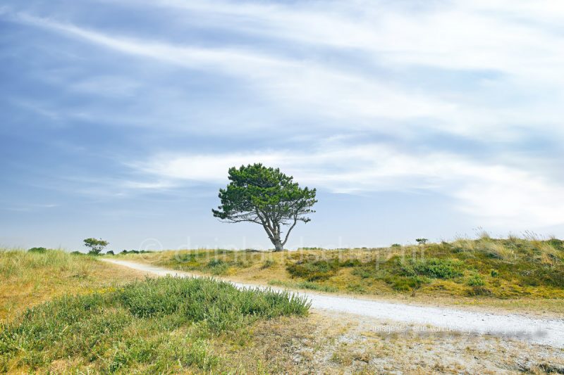 De Helderse Duinen: Een Natuurwonder aan de Nederlandse Kust