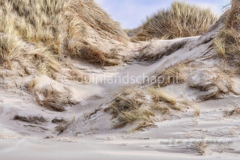 zeereep met het helmgras in het duin na storm