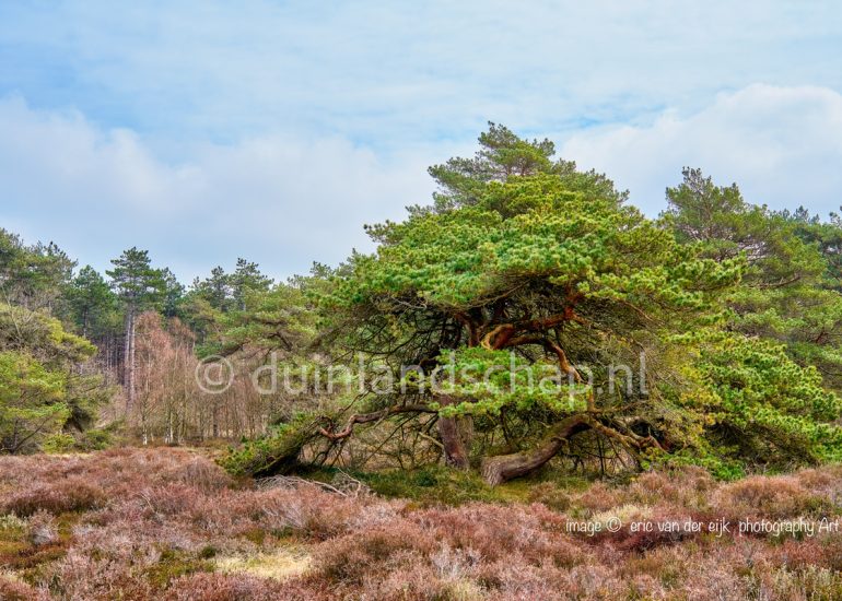 Schoorlse Duinen met een Oostenrijkse den