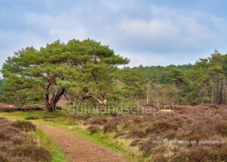 binnenduinrand met naaldbomen in het duin van Schoorl