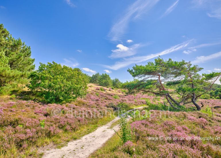 Paarse duinheide in het duinlandschap bij Schoorl