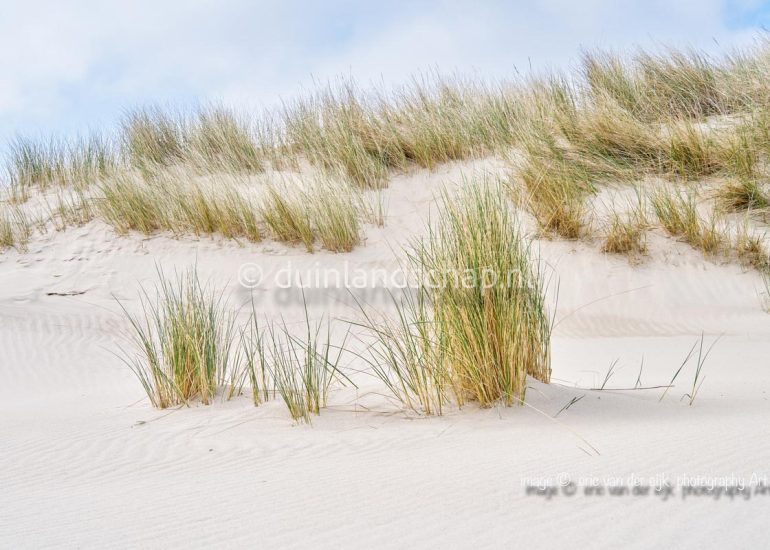 Kust met strand duin en helmgras