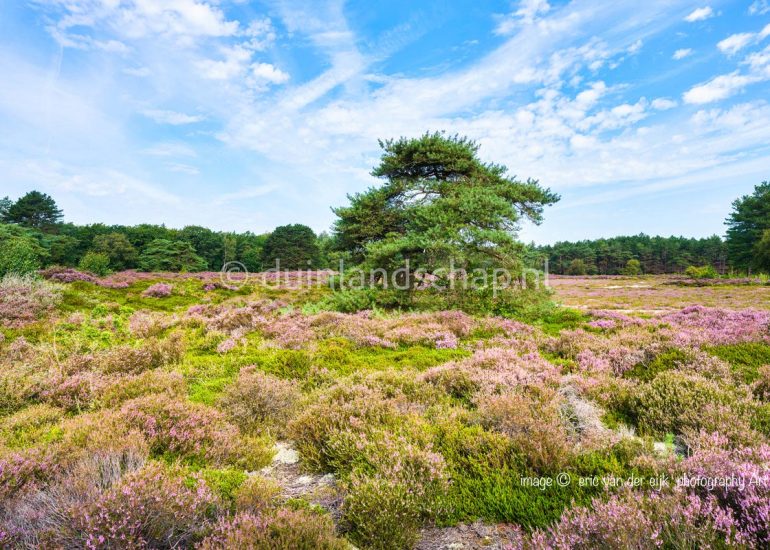 Natuurbeeld bij Schoorl het dennenbos en paarse heide
