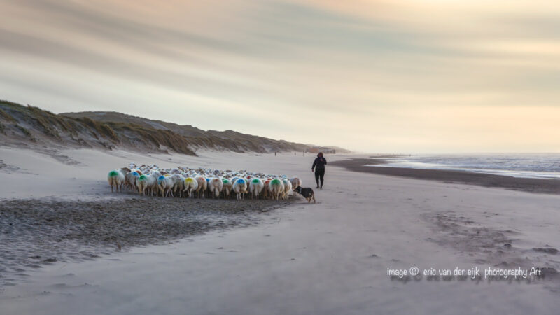 Noordzeekust met een schaapskudde langs het strand