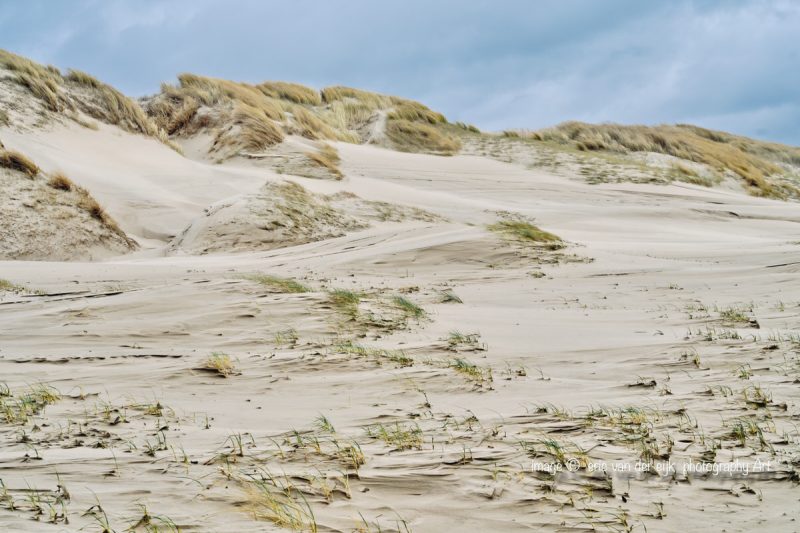 Zeereep duinen kop van Noord-Holland